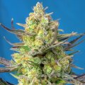 Sweet Cheese XL Automatic - Sweet Seeds