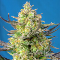 Sweet Cheese XL Automatic by Sweet Seeds 3+1 Seeds
