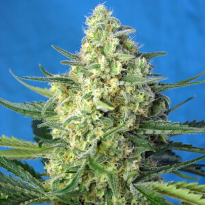 Jack 47 XL Automatic by Sweet Seeds