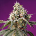 Bruce Banner Automatic - Sweet Seeds