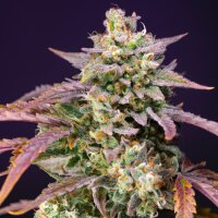 Purple Punch OG XL Automatic by Sweet Seeds