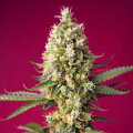 Skywalker OG Runtz XL Automatic - Sweet Seeds