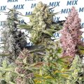 Sweet Mix by Sweet Seeds