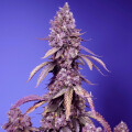 Black Muffin F1 Fast Version by Sweet Seeds