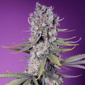 Papaya Zoap F1 Fast Version - Sweet Seeds