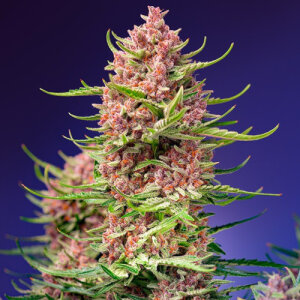 Strawberry Cola Sherbet F1 Fast Version - Sweet Seeds