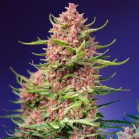 Strawberry Cola Sherbet F1 Fast Version by Sweet Seeds