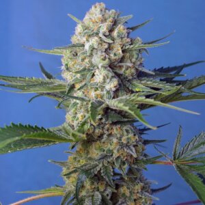 Crystal Candy F1 Fast Version by Sweet Seeds