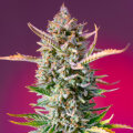 Gorilla Sherbet F1 Fast Version by Sweet Seeds