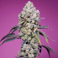 Sweet Mandarine Zkittlez F1 Fast Version by Sweet Seeds