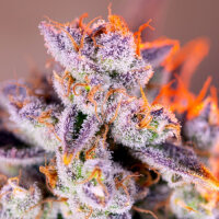 Tropicanna Poison XL Automatic - Sweet Seeds
