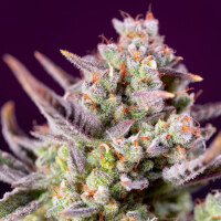 Sweet Zenzation XL Automatic by Sweet Seeds 3+1 Seeds