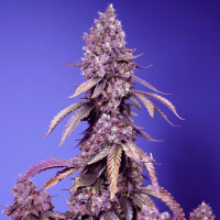 Black Muffin F1 Fast Version by Sweet Seeds 3+1 Seeds