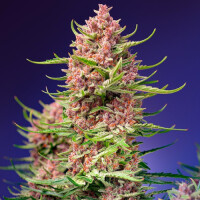Strawberry Cola Sherbet F1 Fast Version - Sweet Seeds 3+1...