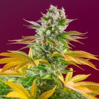 Gorilla Girl F1 Fast Version by Sweet Seeds 3+1 Seeds