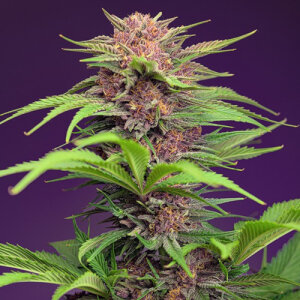 Red Mimosa XL Automatic - Sweet Seeds