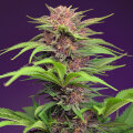 Red Mimosa XL Automatic - Sweet Seeds