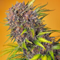 Diablo Rojo XL Automatic - Sweet Seeds