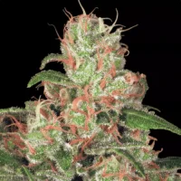 Acid Autoflowering by Paradise Seeds