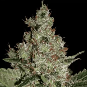 Acid - Paradise Seeds