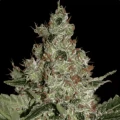 Acid - Paradise Seeds