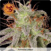 Amnesia Lemon Feminised Seeds