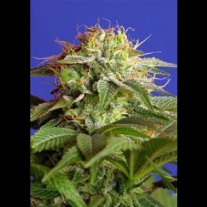 Green Poison FAST Version Feminised Seeds 3 Seeds