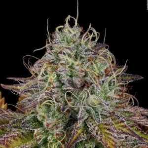 Apricot Candy by Paradise Seeds