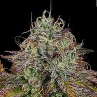 Apricot Candy by Paradise Seeds