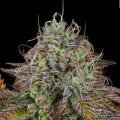 Apricot Candy - Paradise Seeds