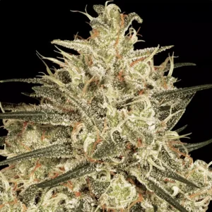 Atomical Haze - Paradise Seeds