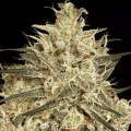 Atomical Haze - Paradise Seeds