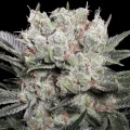 Californian Gold - Paradise Seeds