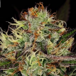 Chocolate Wafflez by Paradise Seeds