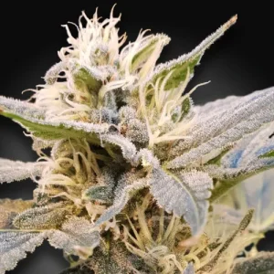 CBDelight - Paradise Seeds
