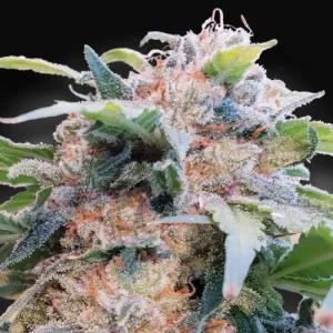 CBDream - Paradise Seeds