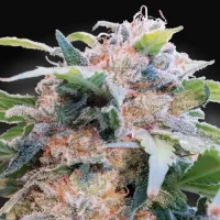 CBDream by Paradise Seeds