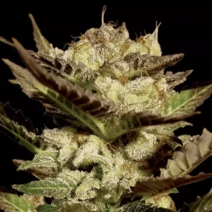 Durga Mata by Paradise Seeds