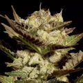 Durga Mata by Paradise Seeds