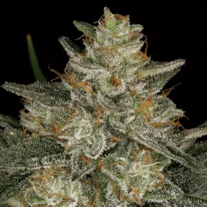 Dutch Kush - Paradise Seeds