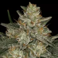 Dutch Kush - Paradise Seeds