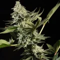 Glowstarz - Paradise Seeds