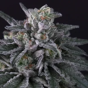 Gulupa by Paradise Seeds