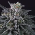 Gulupa by Paradise Seeds
