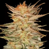 Ice Cream by Paradise Seeds