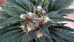 White Rhino Feminised Seeds - 5 Seeds