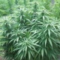 White Rhino - Nirvana Seeds