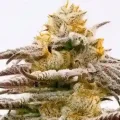Purple Kush - Seeds66
