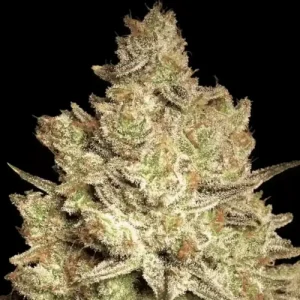 Jacky White - Paradise Seeds