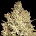 Jacky White - Paradise Seeds